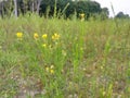 Mustard plant in the field in Magura, Bangladesh.