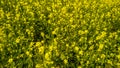 Mustard plant at a field, mustard farming in village, indian agriculture
