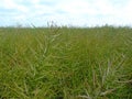 Mustard plant field, rural farm land setting with dense fresh green plants Royalty Free Stock Photo