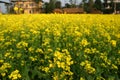 Mustard plant Flowering Royalty Free Stock Photo