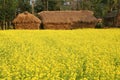 Mustard plant Flowering in Village Royalty Free Stock Photo