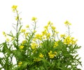 Mustard plant flowering. Wild mustard flowers.