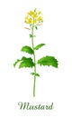 Mustard plant, food green grasses herbs and plants collection