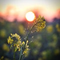 Mustard plant in front of a beautiful sunrise