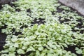 Mustard plant green manure, natural fertilizer, Sinapis alba seedlings in the garden bed