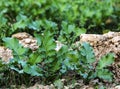 Mustard Plant Royalty Free Stock Photo