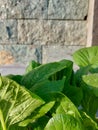 mustard plant with leaves still wet from dew and leaves with holes used by caterpillars with green natural stone background