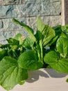 mustard plant with leaves still wet from dew and leaves with holes used by caterpillars with green natural stone background