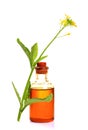 Mustard plant and oil Royalty Free Stock Photo
