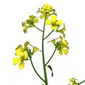 Mustard-plant Royalty Free Stock Photo
