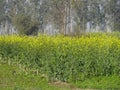 The mustard plant is a plant species in the genera Brassica and Sinapis in the family Brassicaceae. Royalty Free Stock Photo