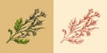 Mustard plant. Spicy condiment. Harvest concept. Illustration for Vintage background or poster. Engraved hand drawn