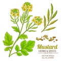 Mustard plant vector