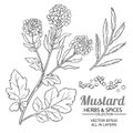 Mustard plant vector Royalty Free Stock Photo