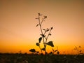 Mustard plants against sunset with yellow colour sky Royalty Free Stock Photo