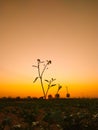 Mustard plants against sunset with yellow colour sky Royalty Free Stock Photo