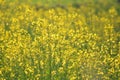 Green Mustard plants with their flowers