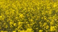 Mustard plants flowering in the spring Royalty Free Stock Photo
