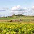 mustard seed field in belgian countryside under blue sky in the fall Royalty Free Stock Photo