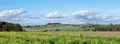 mustard seed field in belgian countryside under blue sky in the fall Royalty Free Stock Photo