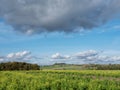 mustard seed field in belgian countryside under blue sky in the fall Royalty Free Stock Photo