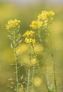 Mustard seed flower field and blue sky Royalty Free Stock Photo