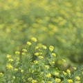 Mustard seed flower field and blue sky Royalty Free Stock Photo