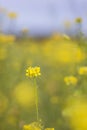 Mustard seed flower field and blue sky Royalty Free Stock Photo