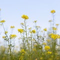 Mustard seed flower field and blue sky Royalty Free Stock Photo