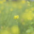 Mustard seed flower field and blue sky Royalty Free Stock Photo