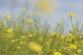 Mustard seed flower field and blue sky Royalty Free Stock Photo