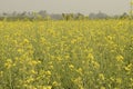 Mustard plant flower field with selective focus in the village Royalty Free Stock Photo