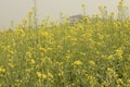 Beautiful mustard plant flower field with selective focus Royalty Free Stock Photo