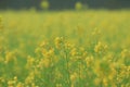 Mustard Seed Flowers closeup in field Royalty Free Stock Photo