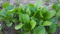 Mustard seedlings before being transferred to rockwool