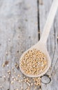 Mustard Seeds on a cooking Spoon Royalty Free Stock Photo