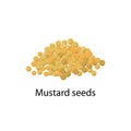 Mustard seeds spice - vector illustration in flat design isolated on white background.