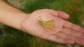 Mustard seeds white hand pile freshly farmer showing harvested raw yellow harvest bio closeup spice gold dried plant Royalty Free Stock Photo