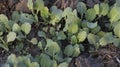 Mustard small plants closeup view