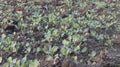 Mustard small plants growing in the fields