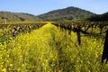 Mustard Between the Vines Royalty Free Stock Photo