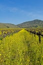Mustard Between the Vines Royalty Free Stock Photo