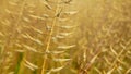 Mustard seeds white yellow bio closeup spice gold dried plant Sinapis alba detail close-up organic, field, farm bio Royalty Free Stock Photo