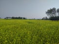 This is the mustard yellow field Royalty Free Stock Photo