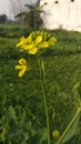 Mustard yellow flower petels Royalty Free Stock Photo