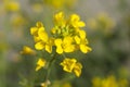 Mustard Yellow Flowers