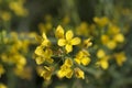 Mustard Yellow Flowers