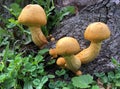 Mustard yellow toadstool mushrooms grows on a tree log Royalty Free Stock Photo