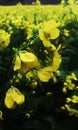 mustards plant flowers