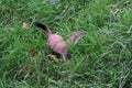 Mustela erminea, the Ermine or English Stoat